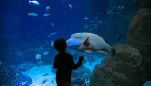 Non-Exec Director, National Marine Aquarium